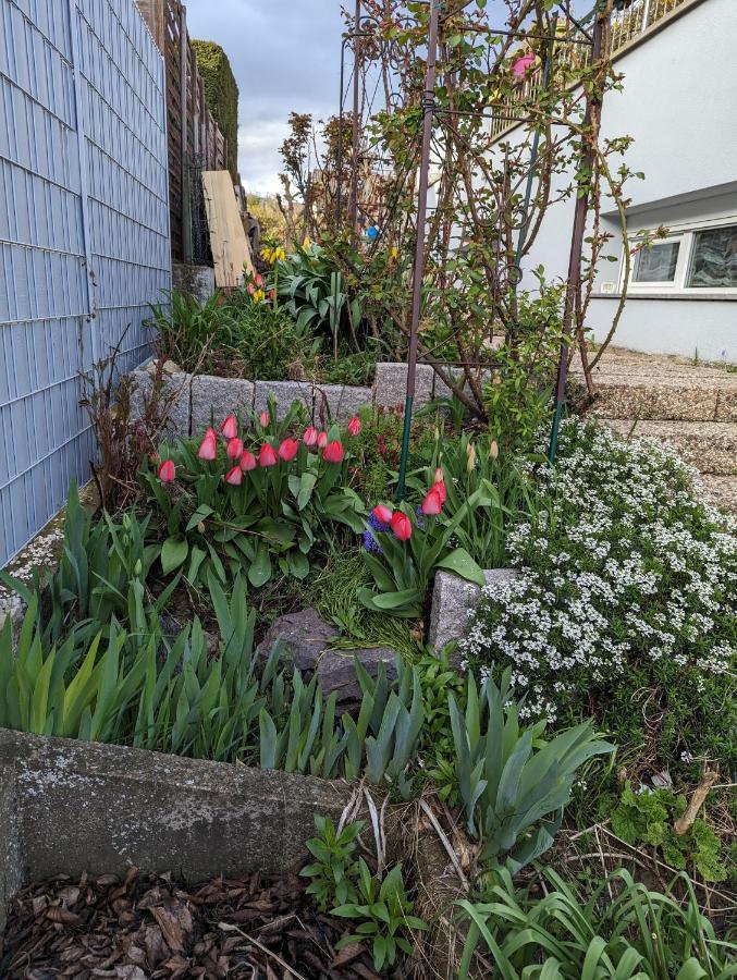 Joli Proche Strasbourg Apartment Breuschwickersheim